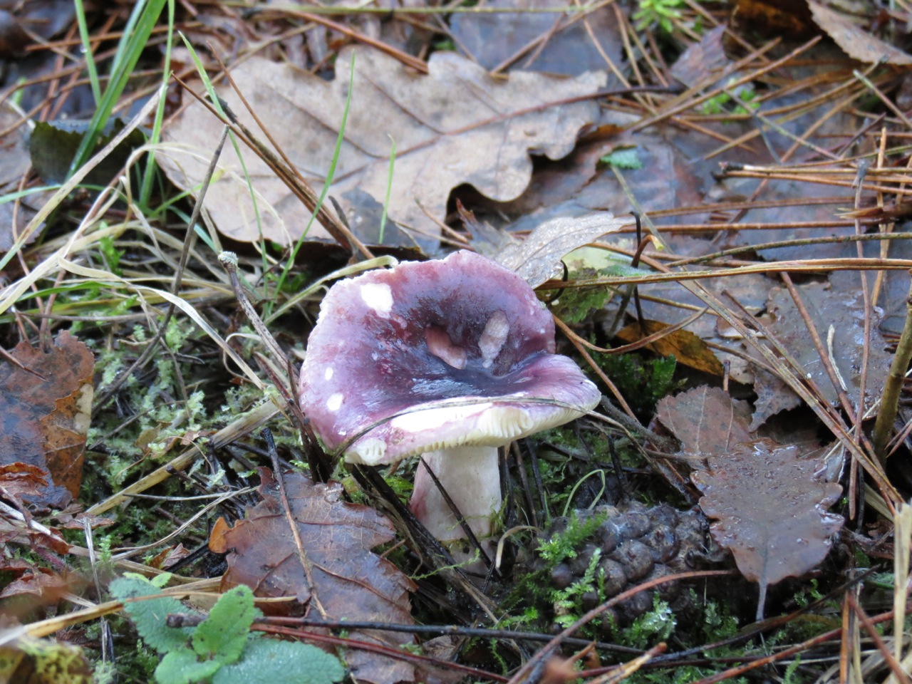 Russula .. 7572